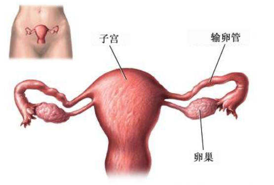 女性输卵管通而不畅能试孕吗
